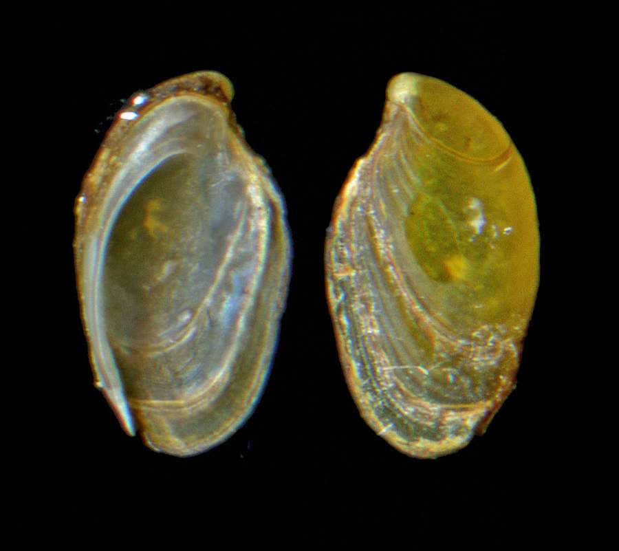 Testacella gestroi Issel, 1873